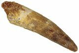 Fossil Spinosaurus Tooth - Real Dinosaur Tooth #324860-1
